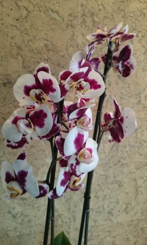 Купить Орхидею В Москве В Магазине